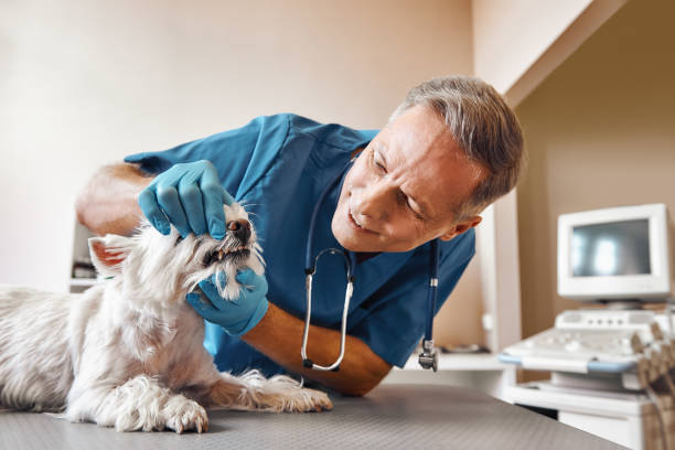 Best Emergency Dentist for Special Needs Patients in Norlina, NC